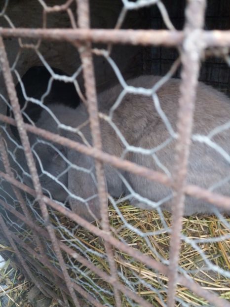 Femela izabel - Berbec German