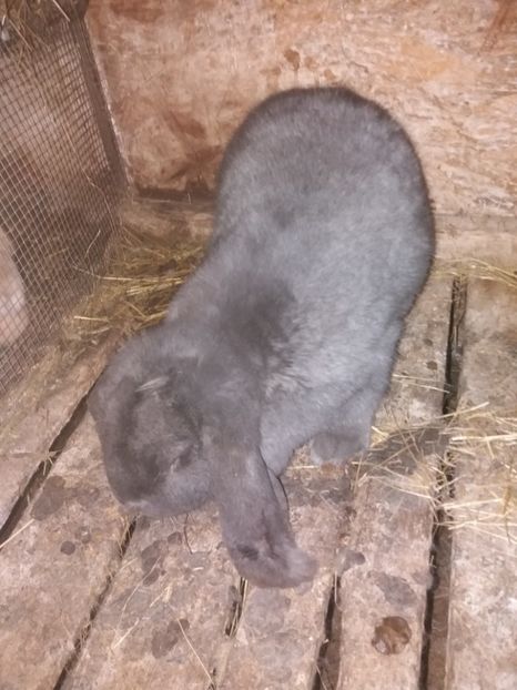 Femela albastra - Berbec German