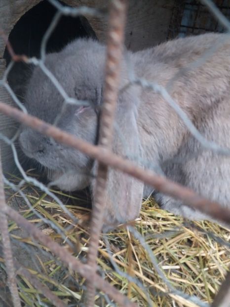 Femela izabel - Berbec German