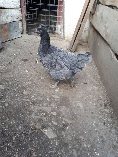  - Jersey Giant albastru si negru