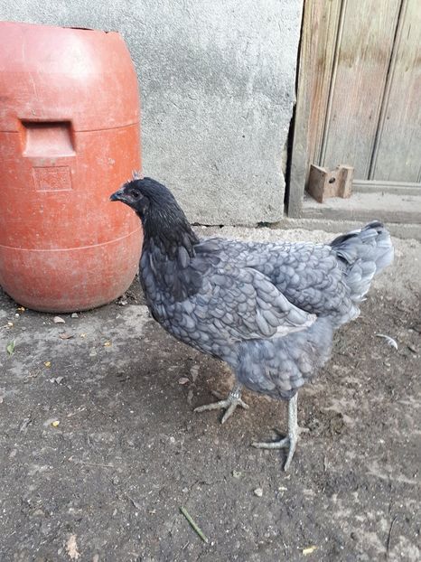  - Jersey Giant albastru si negru