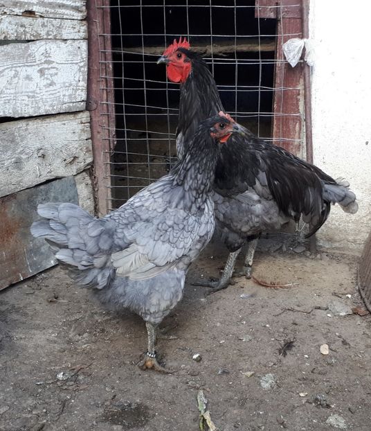  - Jersey Giant albastru si negru