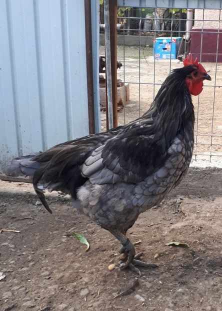  - Jersey Giant albastru si negru