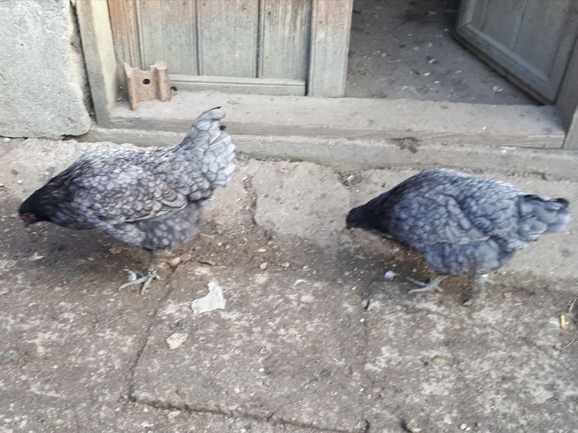  - Jersey Giant albastru si negru