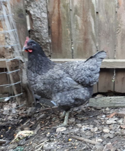  - Jersey Giant albastru si negru