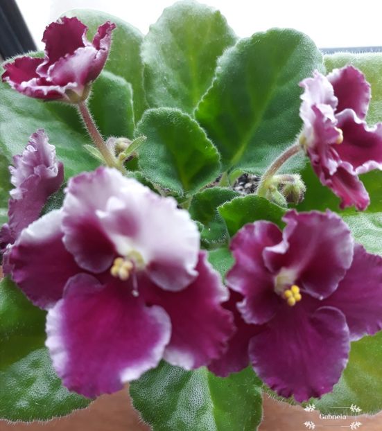 Crimson Ice - Crimson Ice