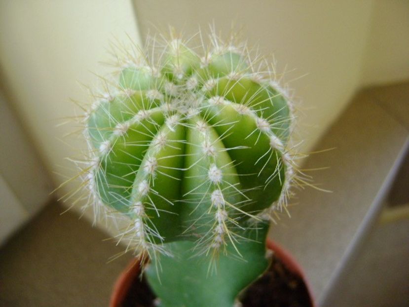 Notocactus (Parodia) magnificus f. aurata - Cactusi 2018