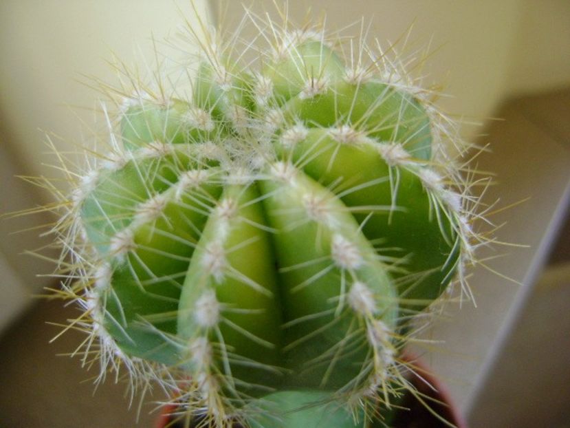 Notocactus magnificus f. aurata - Cactusi 2018