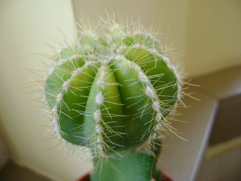 Notocactus magnificus f. aurata - Cactusi 2018