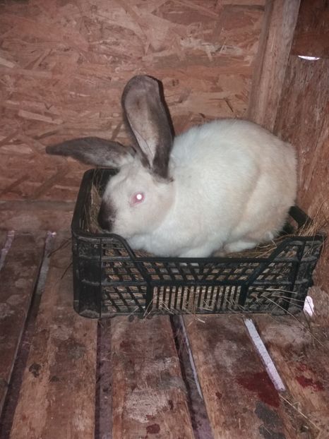 Femela 4 - Urias de Transilvanis