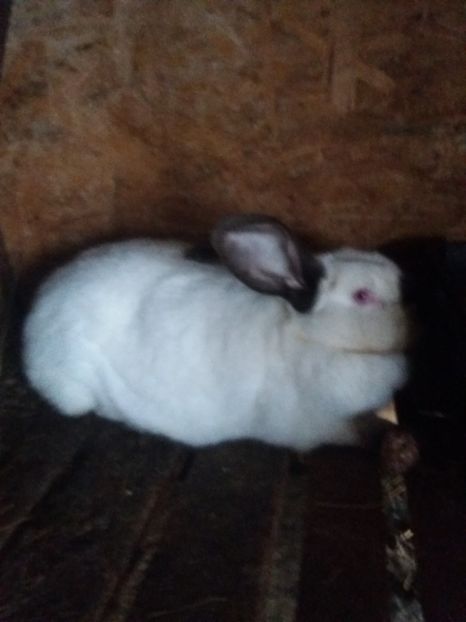 Femela  3 - Urias de Transilvanis