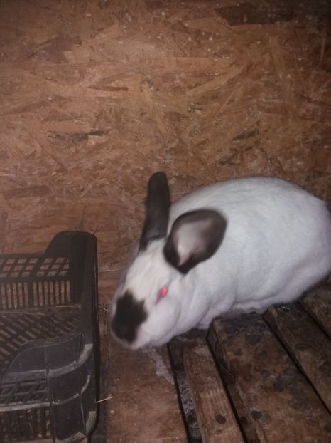 Femela 1 - Urias de Transilvanis