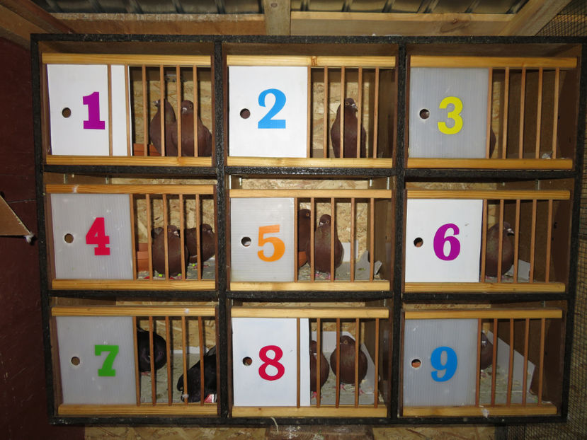  - Vila Paradis - vechea si noua volieră