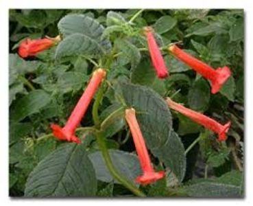 heterophilla - Heterophylla-deea01