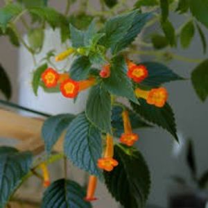 hetorophilla - Heterophylla-deea01