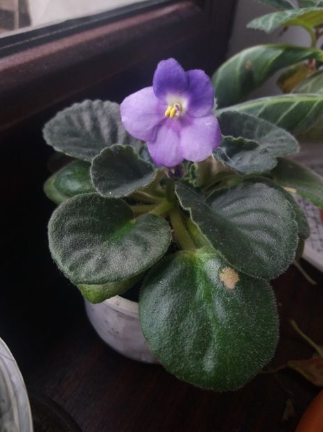 Frumusete in degrade - Violete