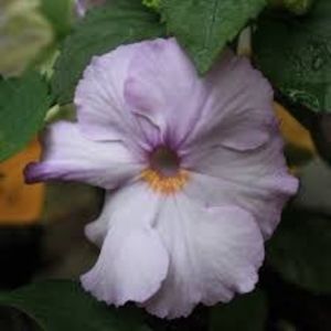 hoarfrost - Hoarfrost-erika 76