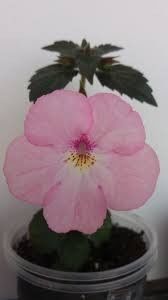 harecroft - Harecroft-deea01