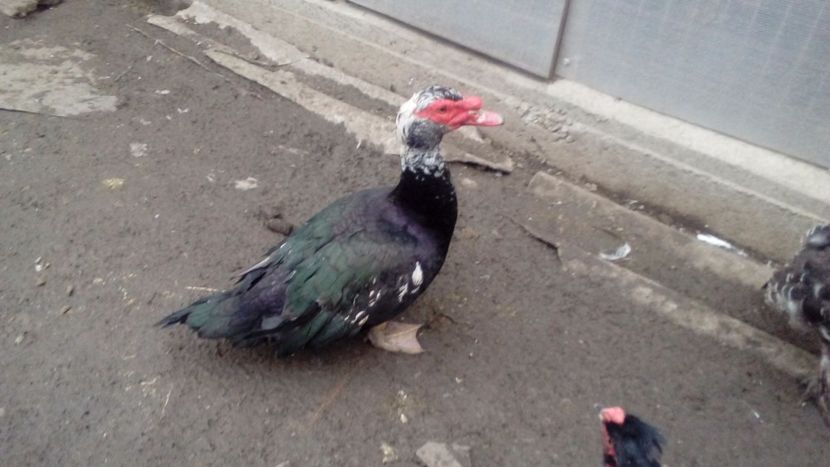 Noua achiziție - Matca de rațe leșești 2018