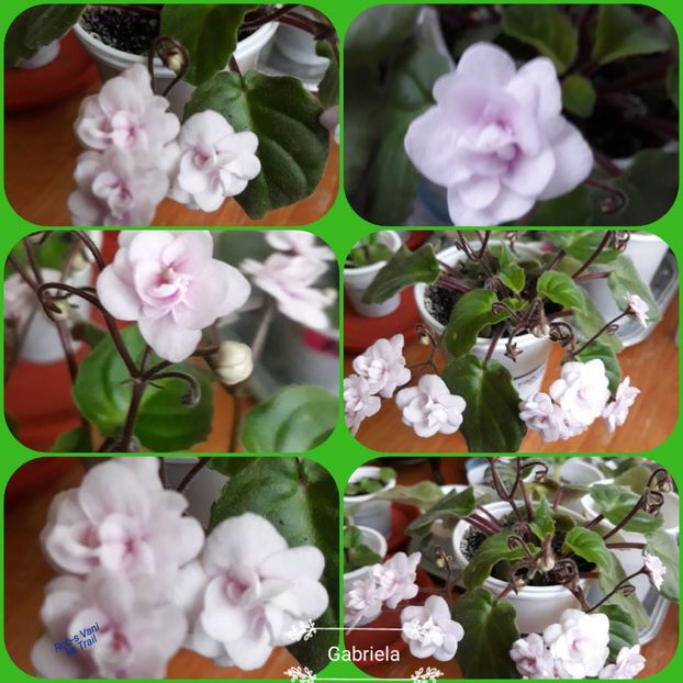  - Rob-s Vanilla Trail