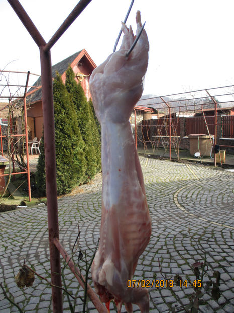 4,5 luni !!! - SACRIFICARI