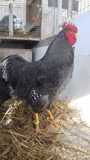  - PLYMOUTH ROCK BARAT 2017 - 2018 - FAMILIA 3