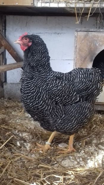  - PLYMOUTH ROCK BARAT 2017 - 2018 - FAMILIA 3