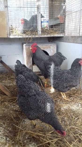  - PLYMOUTH ROCK BARAT 2017 - 2018 - FAMILIA 3