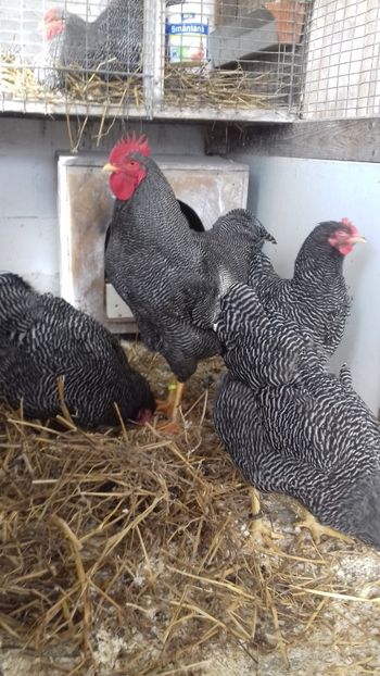  - PLYMOUTH ROCK BARAT 2017 - 2018 - FAMILIA 3