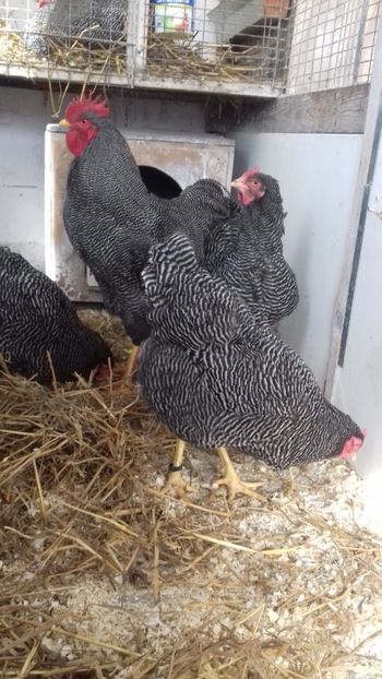  - PLYMOUTH ROCK BARAT 2017 - 2018 - FAMILIA 3