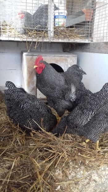  - PLYMOUTH ROCK BARAT 2017 - 2018 - FAMILIA 3