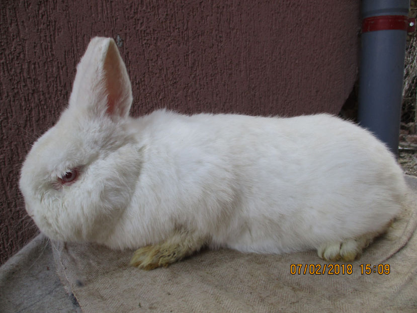 masc. Neo !!! - SACRIFICARI