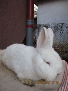 masc.neo !!! 2017 ! - X ARHIVA IEPURI CE AM AVUT