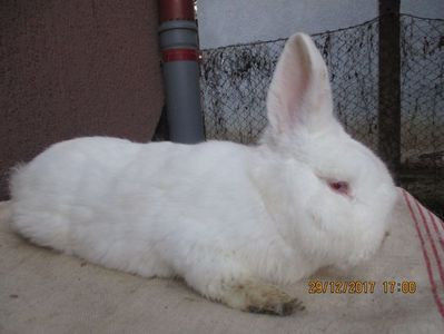 prod.proprie 2017 !! 5,5 luni ! - X ARHIVA IEPURI CE AM AVUT