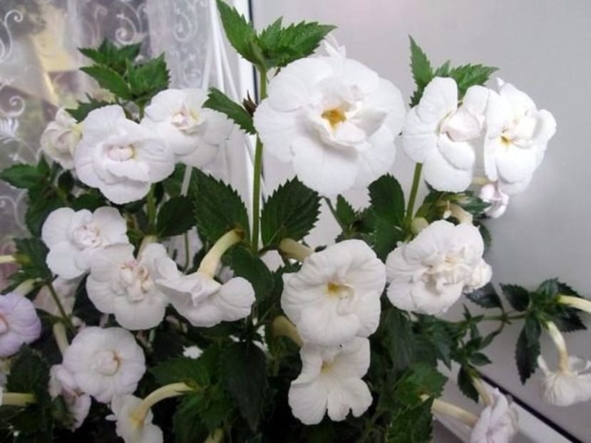 icy volga - Icy Volga-Erika76