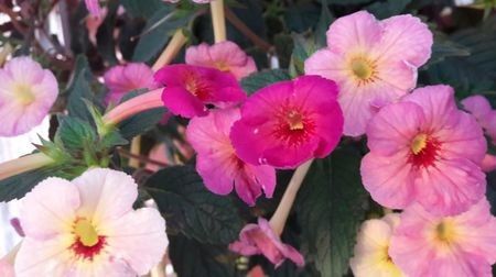 Ice Tea - Achizitii 2017-2018