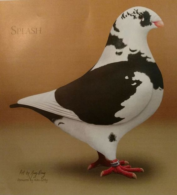 Prch 04 - Perechi AGH 2018