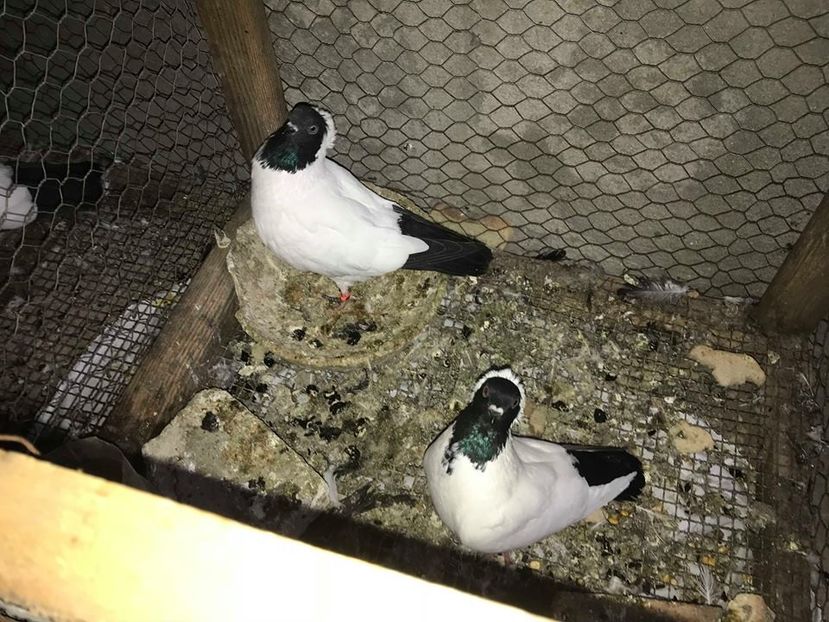  - CALUGARITE  GERMANE