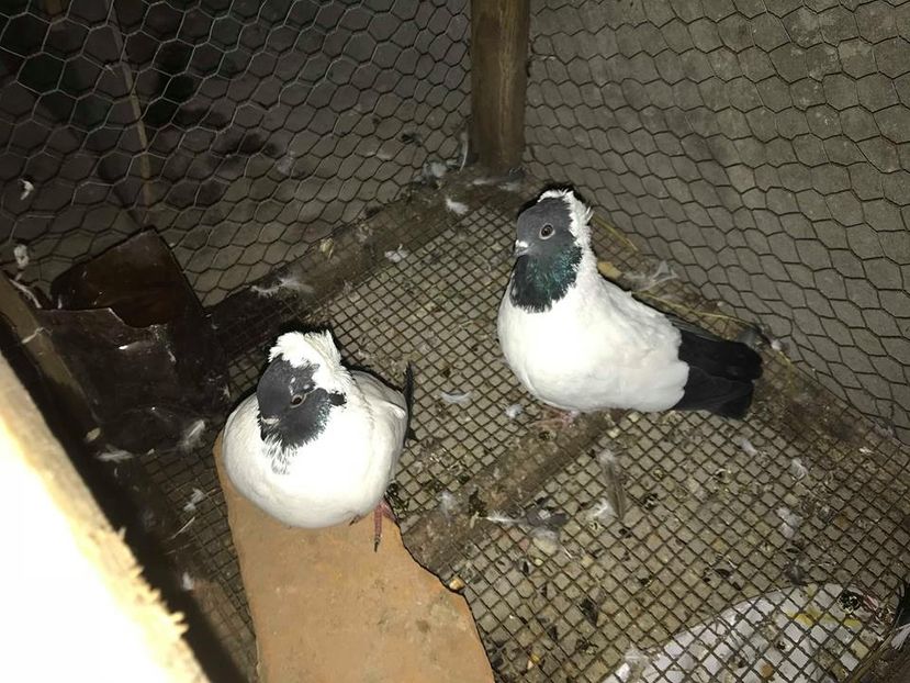 calug germ per 2 - CALUGARITE  GERMANE