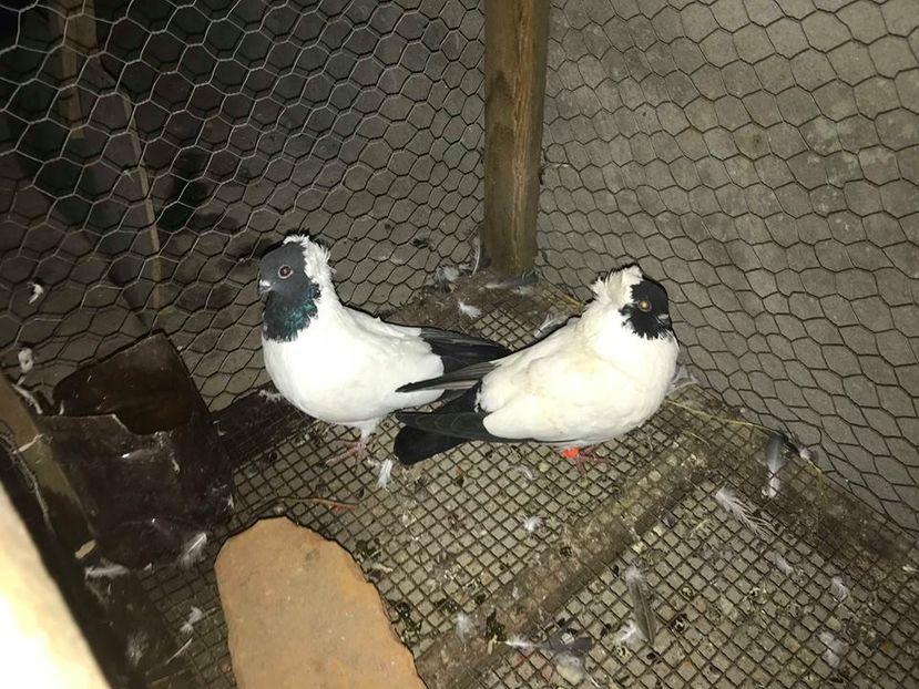 calugarite germane (2) - CALUGARITE  GERMANE