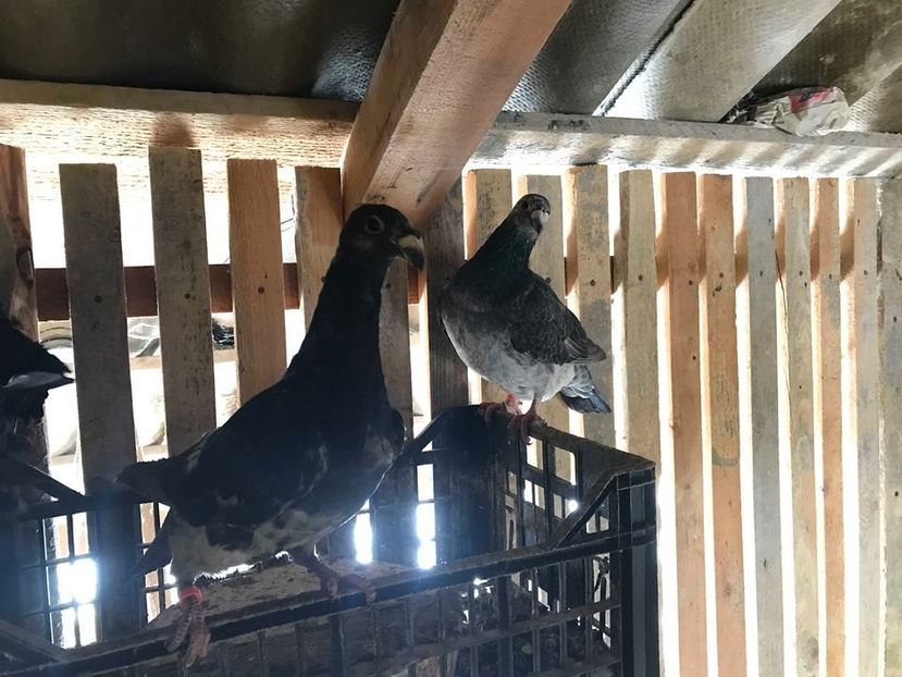 27042648_1599988820092884_1703117207_n (1) - voiajori de frumusete