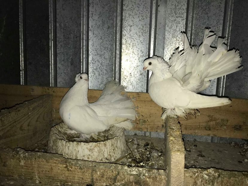 siberieni - SIBERIENI