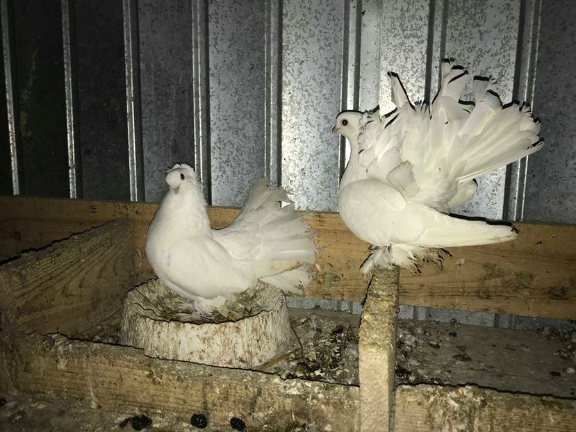 siberieni (2) - SIBERIENI