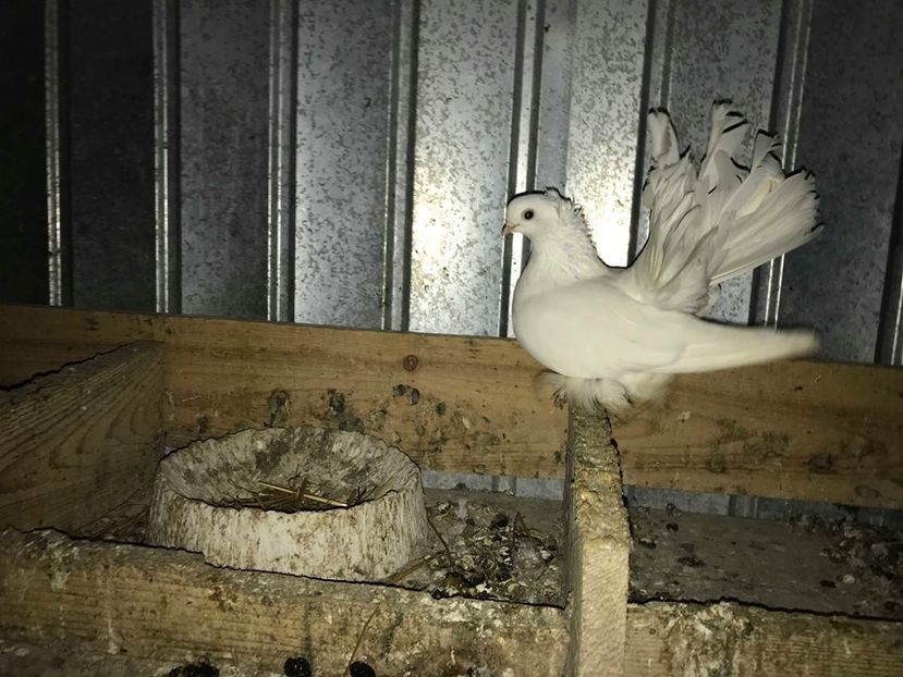 siberieni (3) - AAAADE VANZARE noiembrie 2020