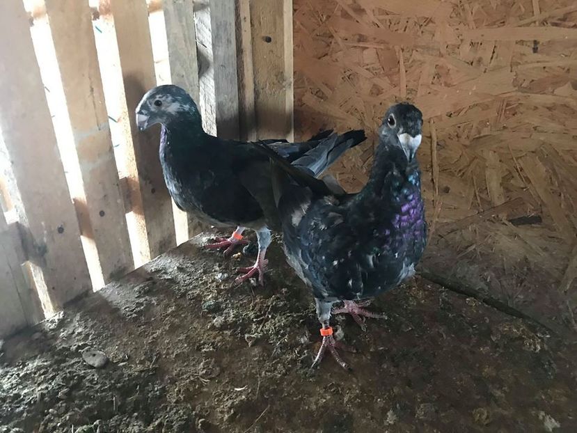 voiajori germani - AAAADE VANZARE noiembrie 2020