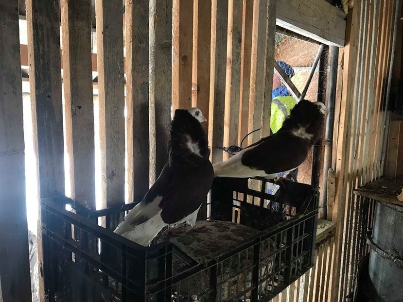  - AAAADE VANZARE noiembrie 2020