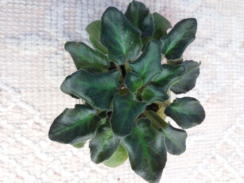 7 feb - ZZ Rob s Hopscotch