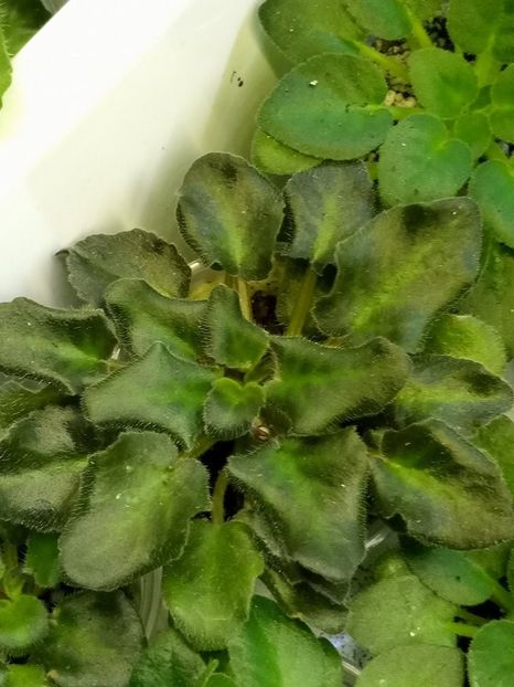 7 feb - ZZ Rob s Hopscotch