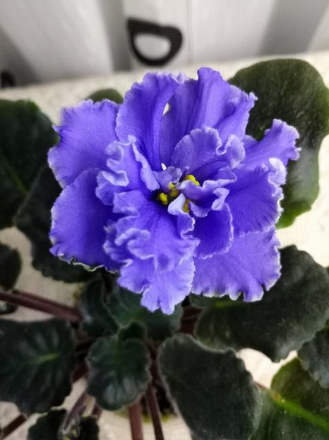 7 feb - ZZ Ruffled Skies