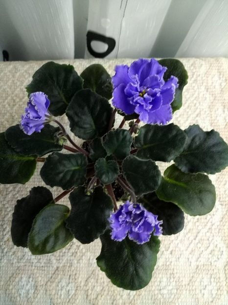 7 feb - ZZ Ruffled Skies